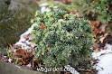wbgarden dwarf conifers 32